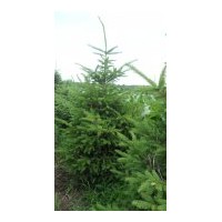 出售 柳樹云杉 銀中楊 五角楓蒙古櫟 白樺