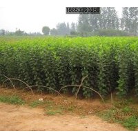供應甜茶實生苗、成品苗（北美海棠）