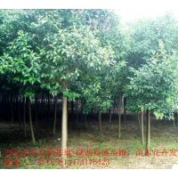 供應(yīng)大葉女貞