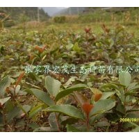 供應(yīng)油茶苗木