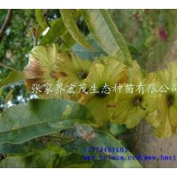 供應(yīng)青錢(qián)柳苗