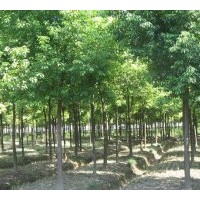 南京紅葉石楠 欒樹(shù) 紫薇 七葉樹(shù)苗木價(jià)格