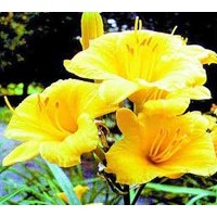 金娃娃萱草基地提供金娃娃萱草價格