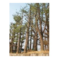 常年供應2-60公分銀杏樹