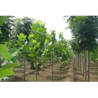 欒樹供應(yīng)