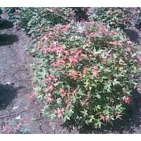 大量供五角楓球