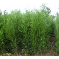 大量供應(yīng)側(cè)柏、營(yíng)養(yǎng)缽側(cè)柏、占地側(cè)柏、1-3米側(cè)柏