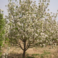 大海棠樹(shù)供應(yīng)