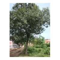 供應(yīng)白蠟 國(guó)槐