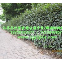 專供法國冬青綠籬/珊瑚樹綠籬苗木