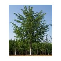 邳州市誠源銀杏苗圃場