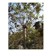 供應(yīng)1年帽速生法桐