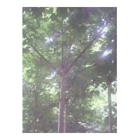 供應(yīng) 國(guó)槐 法桐 白蠟