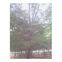 供應(yīng)山東菏澤 國槐 法桐 白蠟