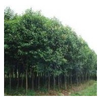 供應(yīng)高桿女貞.紅葉李.香樟.金桂..廣玉蘭