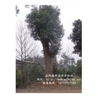 供應(yīng)移植15公分香樟樹(shù) 15公分香樟樹(shù)價(jià)格 15公分骨架香樟樹(shù)