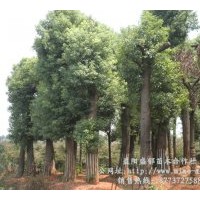 供應(yīng)湖南苗木移栽香樟 湖南再生香樟 全冠香樟 骨架香樟及價格