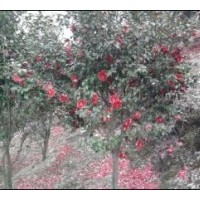 供應(yīng)各類規(guī)格茶花，茶梅