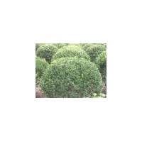 供應黃楊球 爬地柏、側(cè)柏、塔柏、扶芳藤、花柏球、沙地柏、紅梅