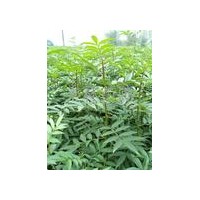 專供花椒苗/優(yōu)質(zhì)花椒苗基地/量大價(jià)低/苗農(nóng)花椒苗直銷