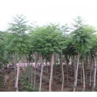 （藍花楹）地苗和假植袋苗