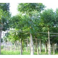 （火焰木）地苗和假植袋苗