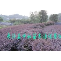 紅花繼木 高30公分，冠30公分，數(shù)量200萬株