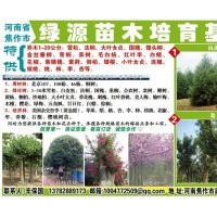 大量低價供應各種果樹苗和綠化樹、白皮松苗