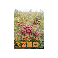 鈣果苗+薄殼香、8518. 中林、遼核、香玲、晉龍1-2號(hào)