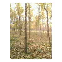 供應(yīng)老式法桐