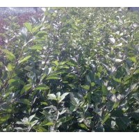 大量供應(yīng)榆葉梅