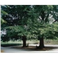 25-60公分銀杏樹