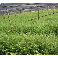 湖南紅豆杉|紅豆杉盆景