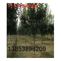 西府海棠3-8公分西府海棠