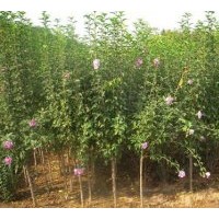 基地直銷(xiāo)木槿.月季.繡線(xiàn)菊.火棘.紅瑞木.云南黃馨,