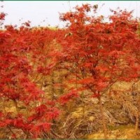 出售羅漢松香樟小苗 江南榿木小苗 楓香 木荷 紅豆杉苗價格