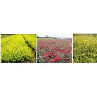 45萬畝苗木直銷批發(fā).行道樹.花灌木.球類.小苗類.竹子類.草坪類等