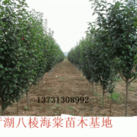 別墅點綴海棠樹