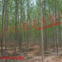 優(yōu)質(zhì)法桐法桐小苗選濟(jì)寧仁誠苗木綠化有限公司