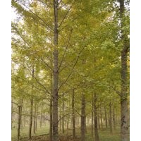 樹(shù)緣銀杏苗木基地長(zhǎng)期低價(jià)供應(yīng)各類規(guī)格銀杏樹(shù)