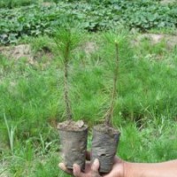 供應(yīng)樟子松苗