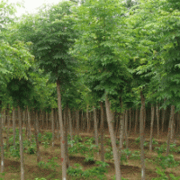 大量出售國槐、法桐、棗樹、刺槐、榆樹、柳樹、白蠟、