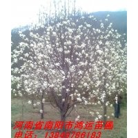 常年供應白玉蘭，紅玉蘭，二喬玉蘭，皂角，欒樹，五角楓等