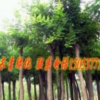 供應(yīng)苗木 國(guó)槐 合歡 法桐 價(jià)格