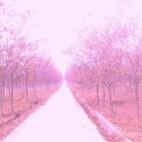 出售優(yōu)質(zhì)紅櫸樹