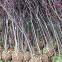 自產:紅葉李、紫薇、紅葉桃等地經2到8公分量大