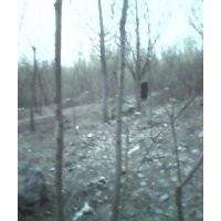 大量出售；8公分白蠟2-3年冒2。8-3米嶻干的