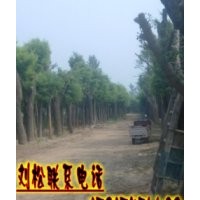 國(guó)槐/優(yōu)質(zhì)國(guó)槐花木之鄉(xiāng)-大旺苗木