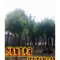 批發(fā)國(guó)槐苗木-國(guó)槐樹苗種子-國(guó)槐價(jià)格-國(guó)槐基地