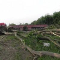 專供樸樹 榔榆 黃連木 烏桕